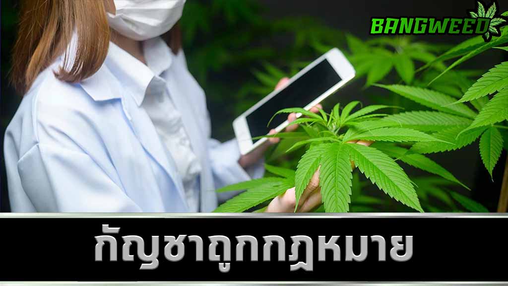 กัญชาถูกกฎหมาย