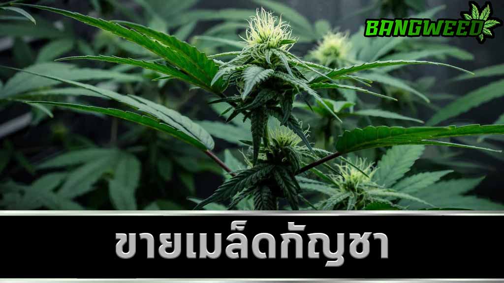 ขายเมล็ดกัญชา