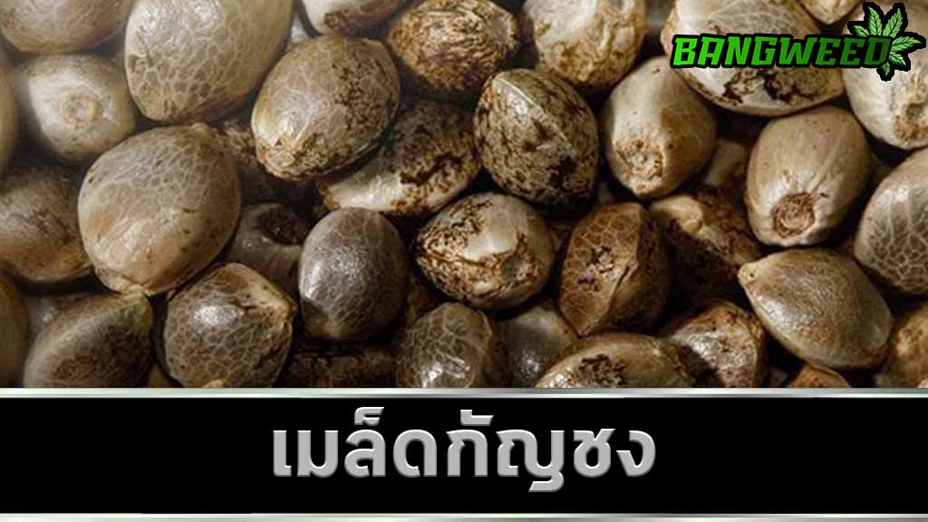เมล็ดกัญชง
