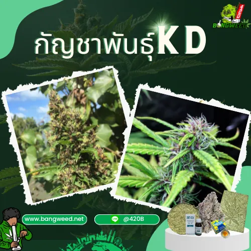 กัญชาพันธุ์KD ปก