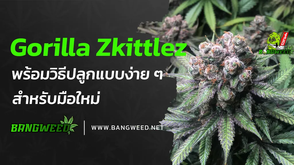 Gorilla-Zkittlez