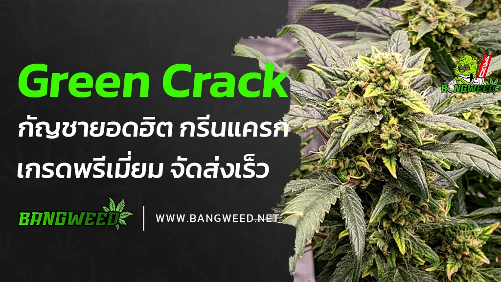 Green-Crack