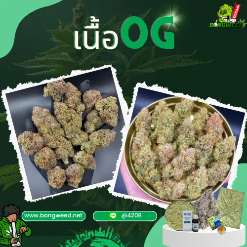 เนื้อOG ปก