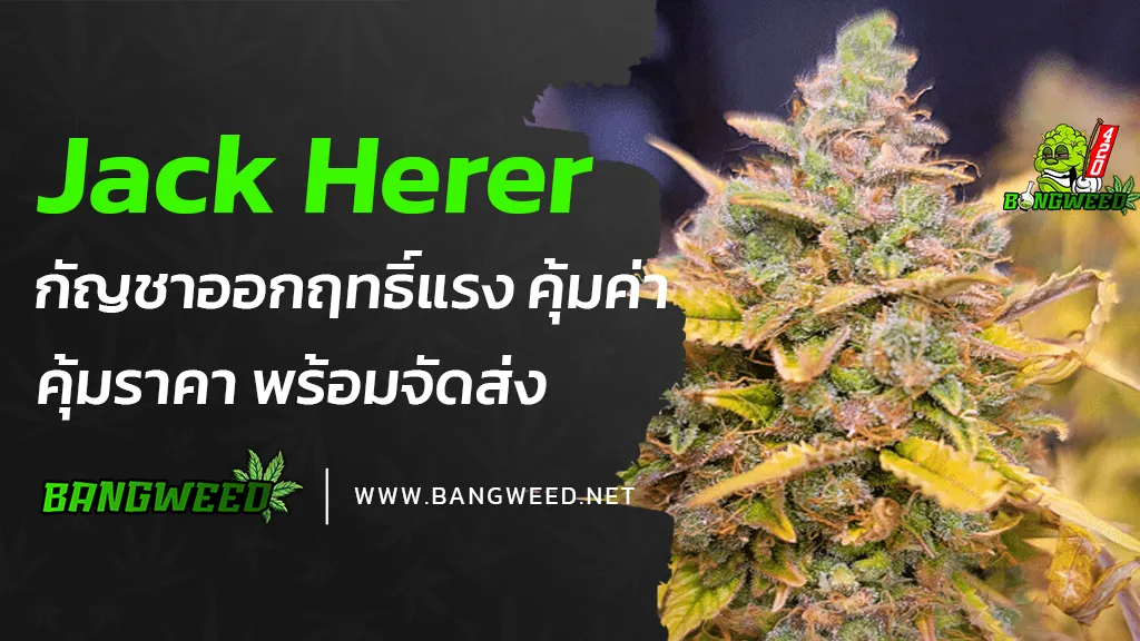 Jack-Herer