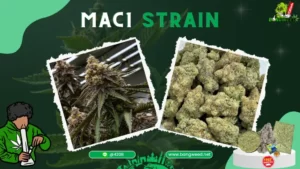 Mac1 strain PC