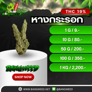 หางกระรอก 1G